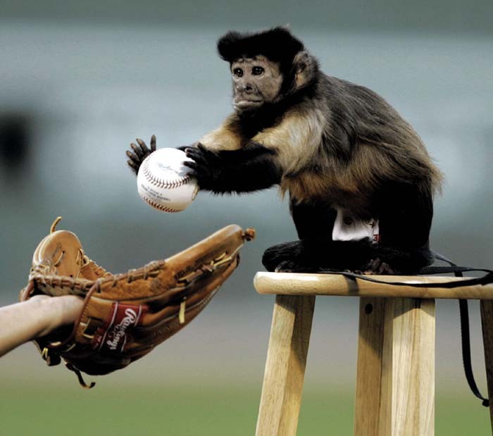 Monkey Baseball - baseball-monkey.jpg.