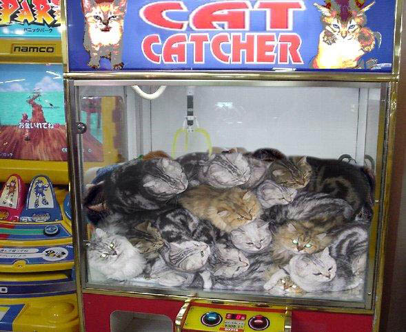 cat-catcher.jpg