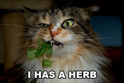 I Has a Herb