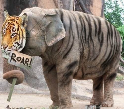 tiger-elephant.jpg