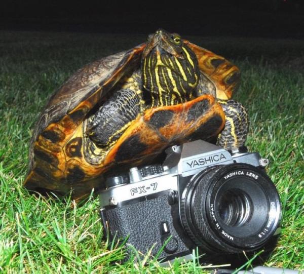 turtle-photographer.jpg