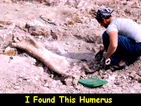 humerus