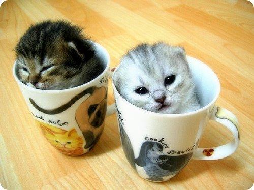 cup_of_cat.jpg