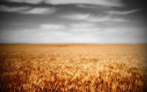 field-of-wheat.jpg