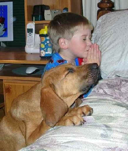 Dog Prays