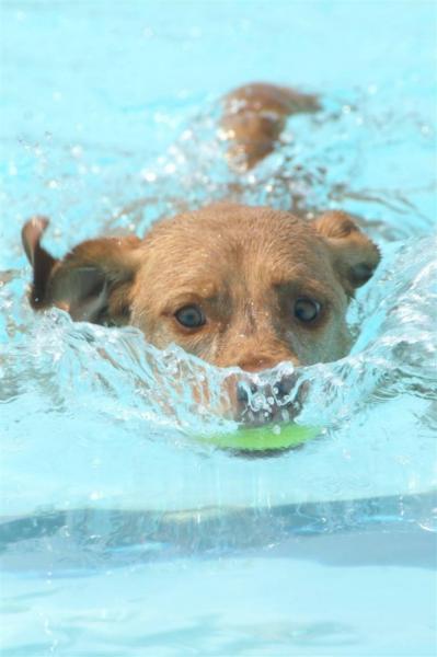 water-dog.jpg