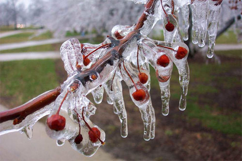 frozen-cherries.jpg