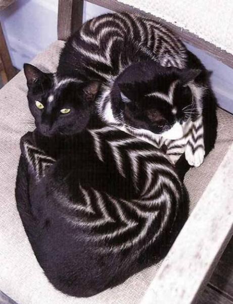zebra-cats.jpg