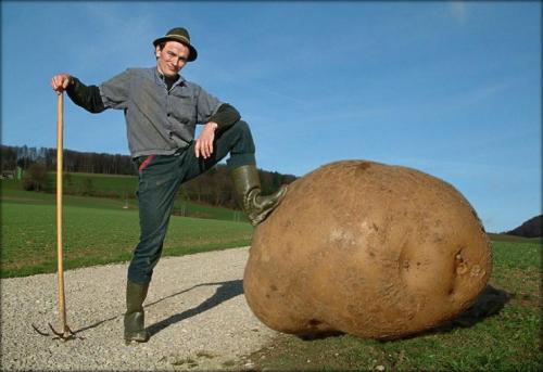 big-potato.jpg