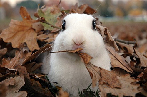 Fall Bunny