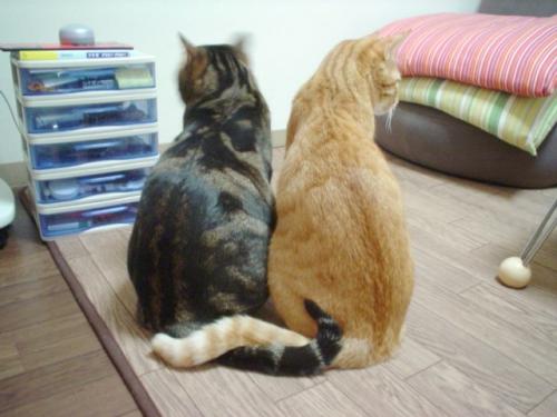 cat-friends