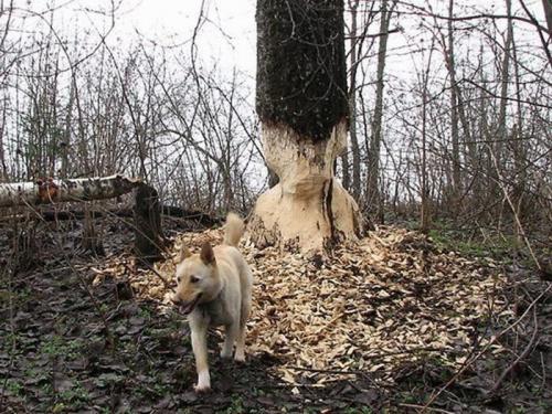 dog-eats-tree