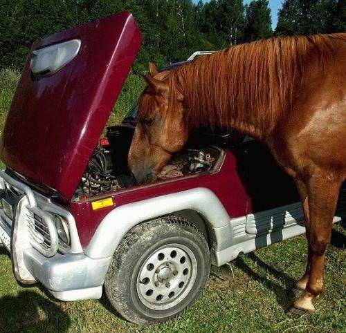 horse-mechanic