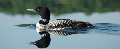water-bird