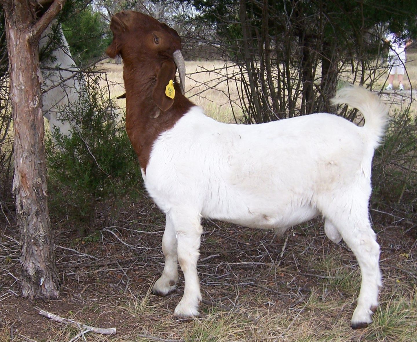 Stretching Goat « MyConfinedSpace