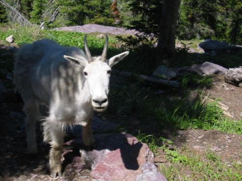 goat-at-sperry-chalet-d.JPG
