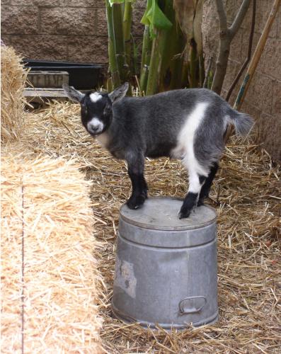 goat-blackberry.jpg