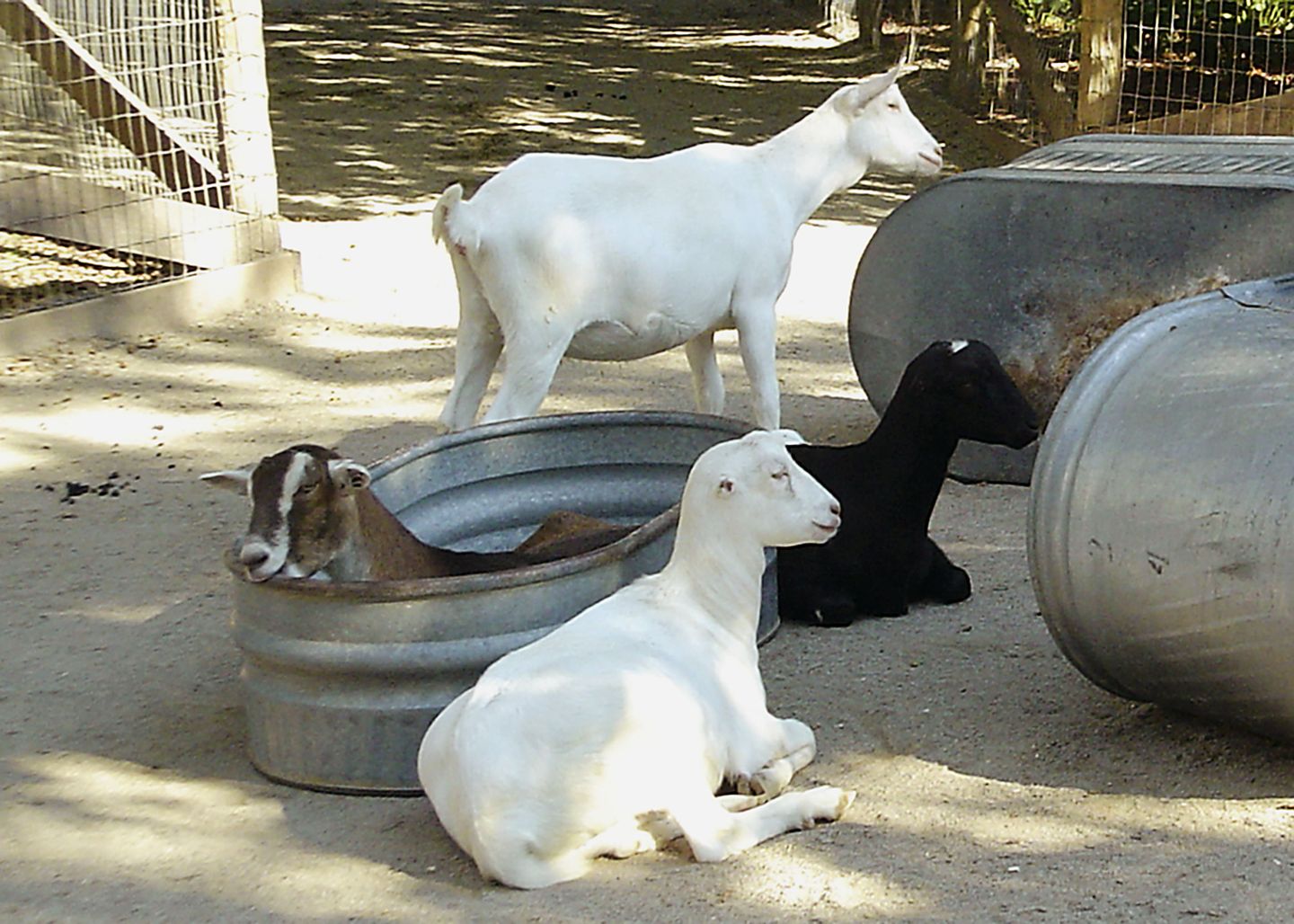 Goat Bath Time MyConfinedSpace