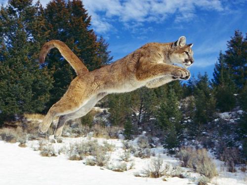 cougar-jump.jpg