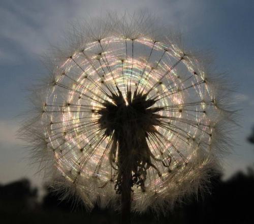 dandeliion-flower.jpg