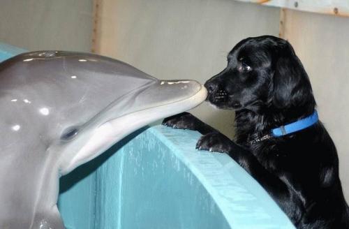 dolphin-doggy-kiss.jpg