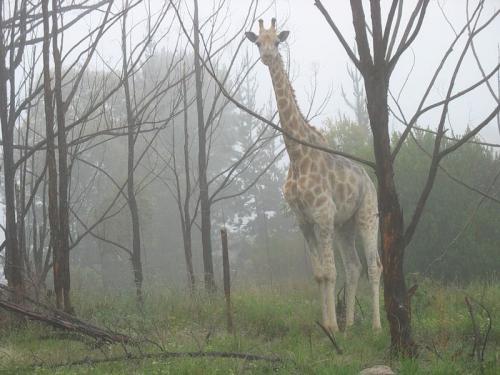 giraffe-woods.jpg