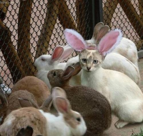 kitty-bunny.jpg