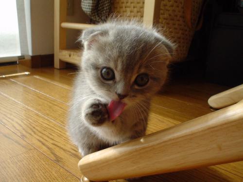 kitty-lick.jpg