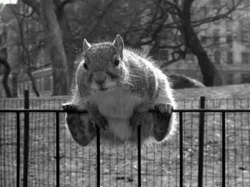 squirrel-squat.jpg