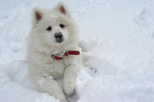 white-dog.jpg