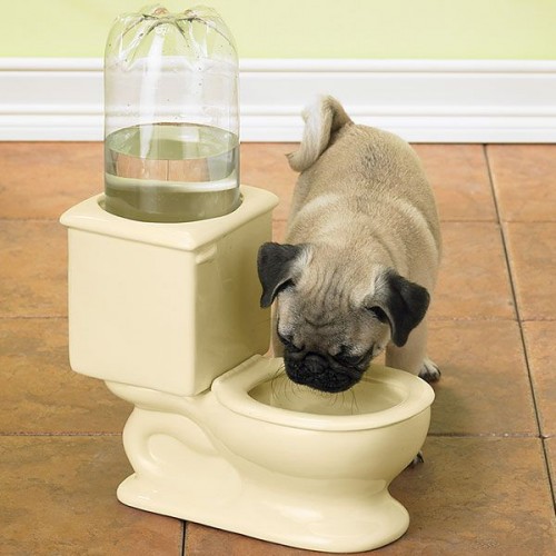 doggie water bowl