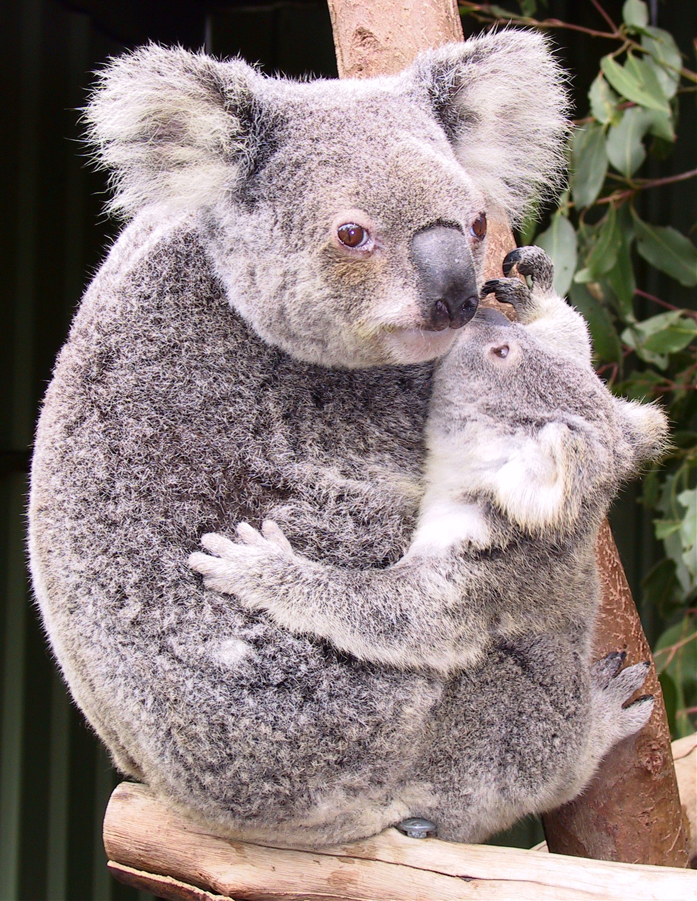 В какой стране живут коалы