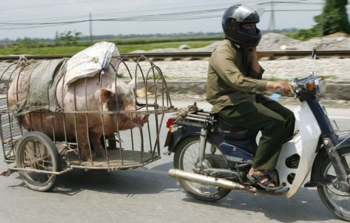 motorcycle pig cart