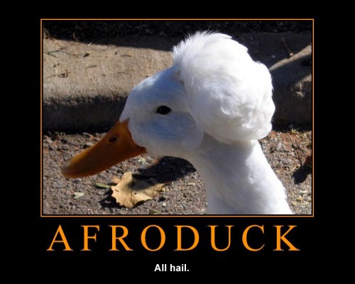 All Haild Afroduck