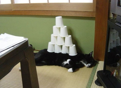 cup stack on cat