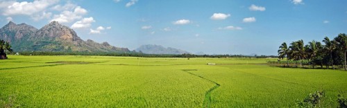 Green Field