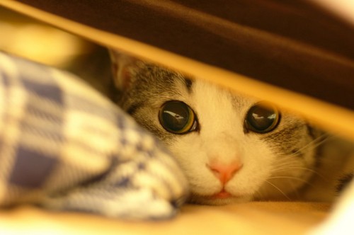 kitty eyes