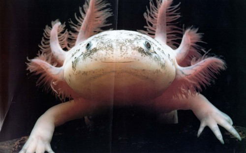 Axolotl close up