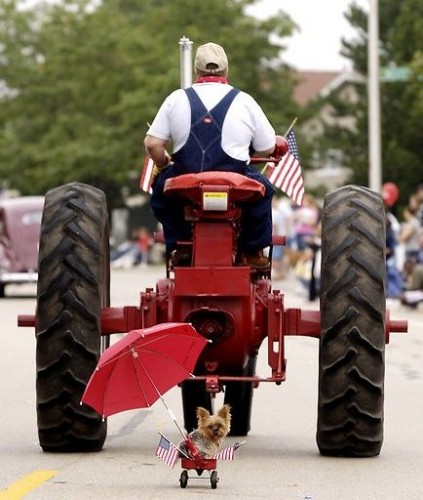 Cute Tractor Dog