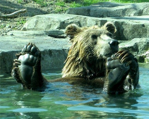 Bear Feet