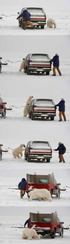 polar bear chase