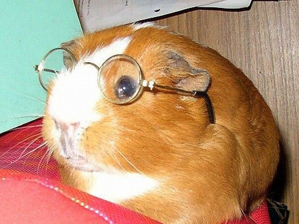 Smart Piggy