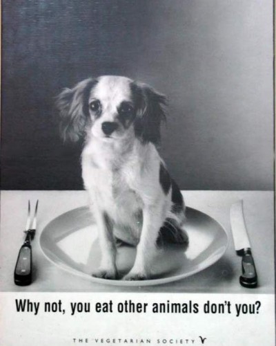 Why not, you eat other animals don't you