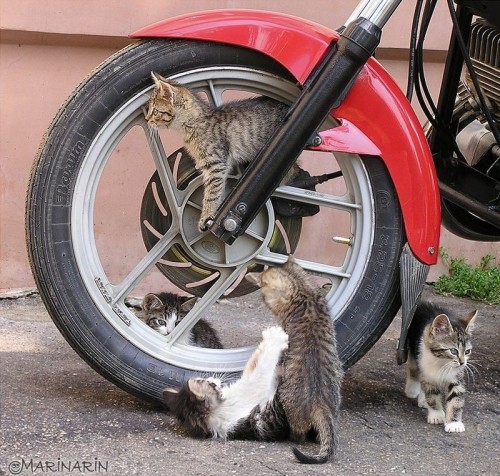 kitty crew on motorcycle