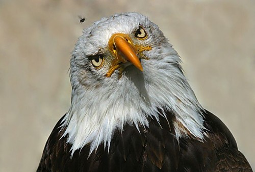 Inquisitive Eagle