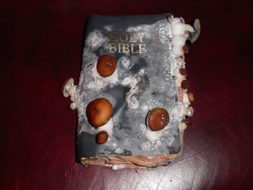 Moldy Bible