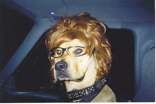 a dog with a wig on its head