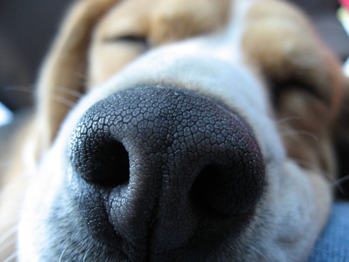 Doggy nose