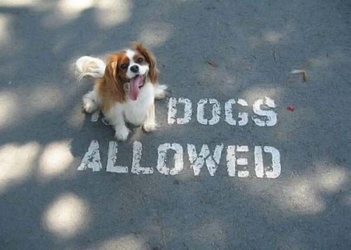 dogs allowed