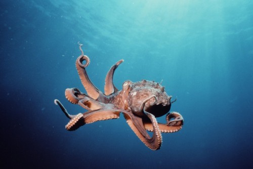 Octopus In Motion
